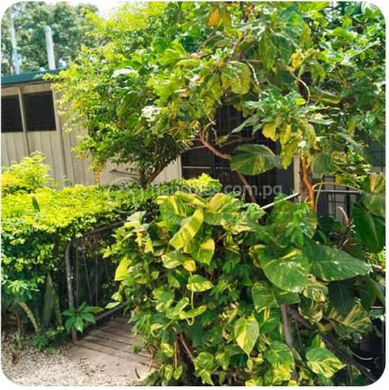 Block of Units For Sale in Touaguba Hill, Port Moresby, NCD