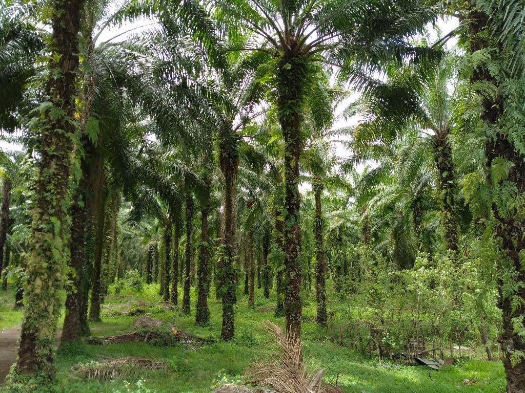 Lot For Sale in Kimbe POA