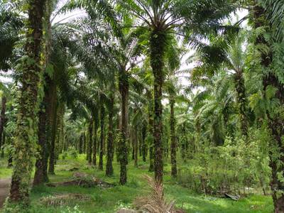Lot For Sale in Kimbe POA