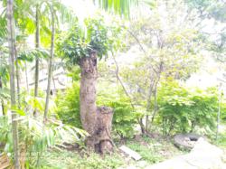 residential Townhouse for sale ใน Konedobu รหัส 15972 27