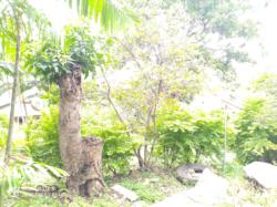 residential Townhouse for sale ใน Konedobu รหัส 15972 29