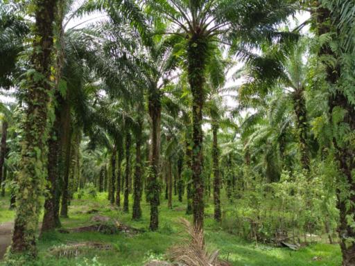 commercial Land for sale ใน Kimbe รหัส 16689 2